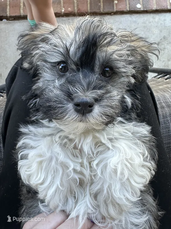 Archer – Havanese puppy for sale in Lexington, NC