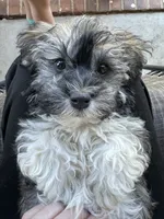 Archer, a male Havanese for sale in Lexington, NC – 1 of 2