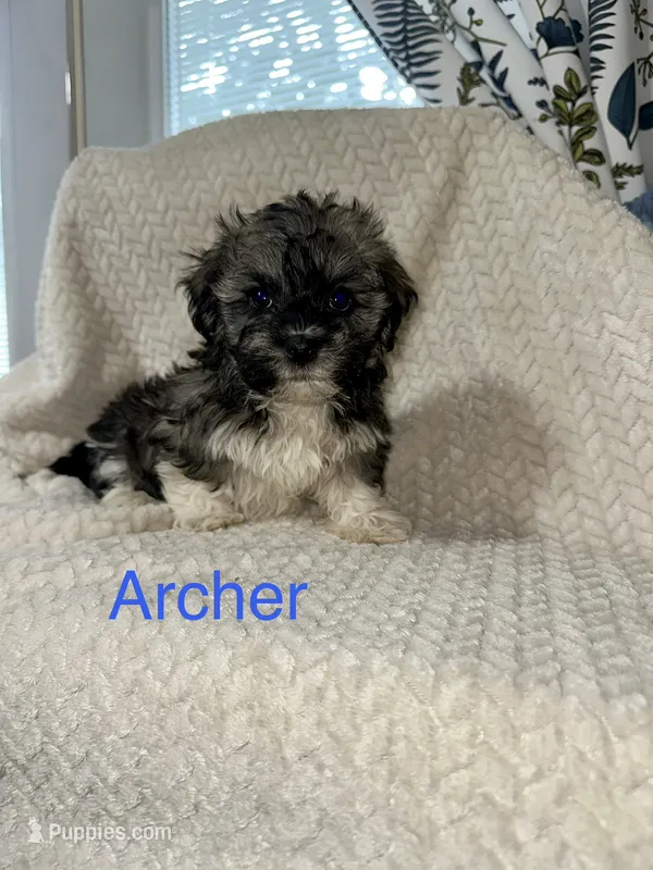 Archer – Havanese puppy for sale in Lexington, NC