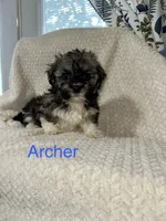 Archer, a male Havanese for sale in Lexington, NC – 1 of 1
