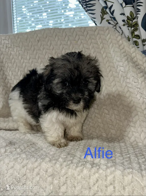 Alfie – Havanese puppy for sale in Lexington, NC