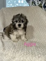 Aggie, a female Havanese for sale in Lexington, NC – 1 of 1