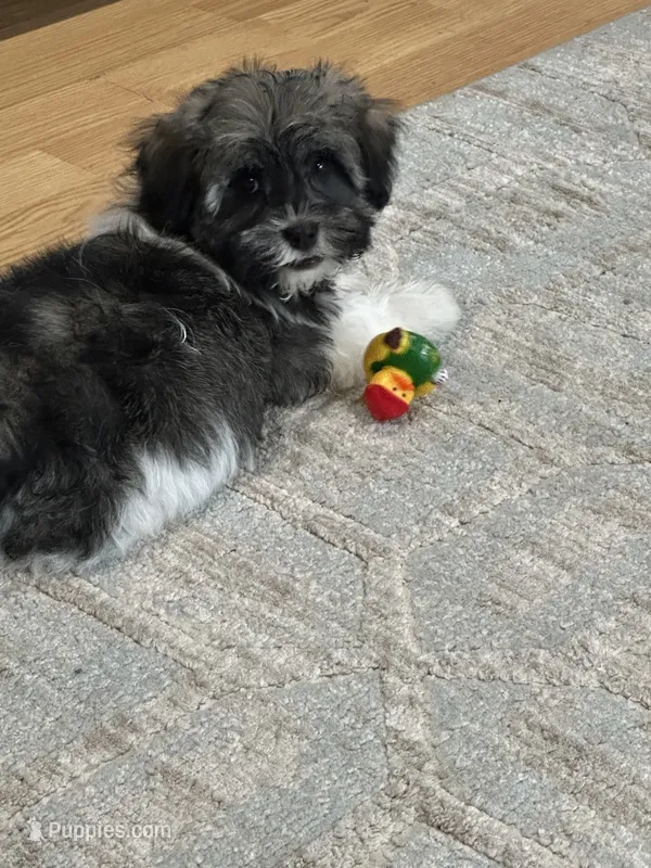 Alfie – Havanese puppy for sale in Lexington, NC