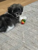 Alfie, a male Havanese for sale in Lexington, NC – 1 of 2