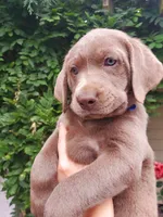 processed/1462e58c-da01-4199-962a-76e73569559b/facility/dc3bb171-6e94-43dd-a02a-4d15d6a04438