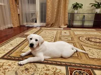 Rambo, a male Labrador Retriever for sale in Vancouver, WA – 1 of 1