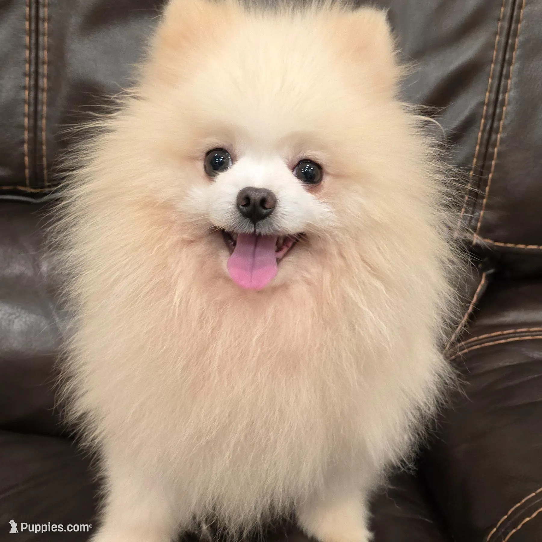 Snowball 4 lbs – Pomeranian puppy for sale in Vancouver, WA