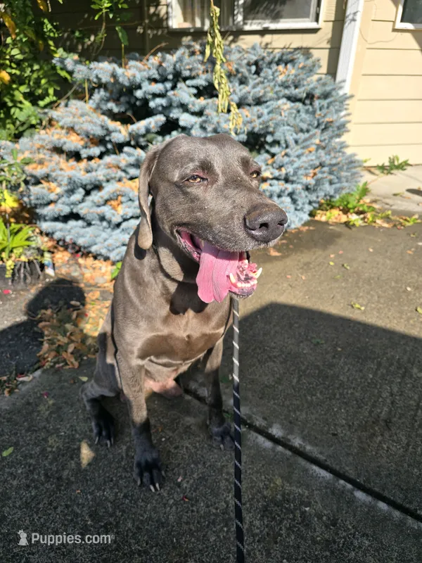 Baikal  – Weimaraner puppy for sale in Vancouver, WA