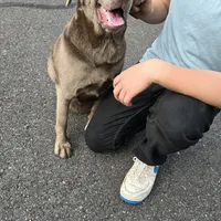 Alyssa, a female Labrador Retriever for sale in Vancouver, WA – Photo 1 of 3