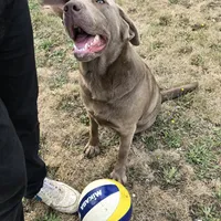 Alyssa, a female Labrador Retriever for sale in Vancouver, WA – Photo 2 of 3