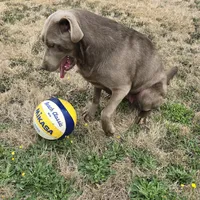 Alyssa, a female Labrador Retriever for sale in Vancouver, WA – Photo 3 of 3