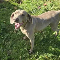 Betsy, a female Weimaraner for sale in Vancouver, WA – Photo 2 of 2
