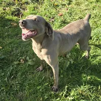 Betsy, a female Weimaraner for sale in Vancouver, WA – Photo 1 of 2