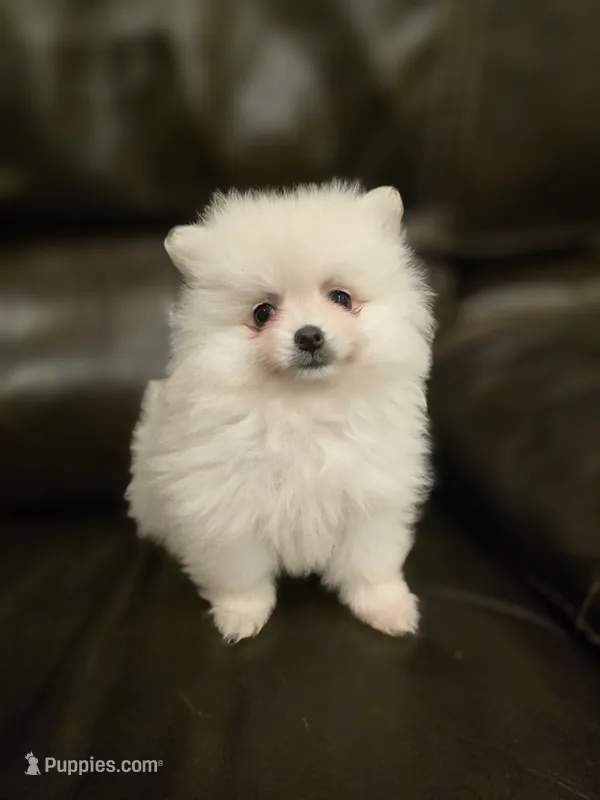 Snowball – Pomeranian puppy for sale in Vancouver, WA