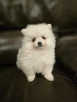 Snowball, a male Pomeranian for sale in Vancouver, WA – 1 of 3