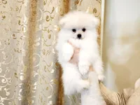 Sweet Boy, a male Pomeranian for sale in Vancouver, WA – Photo 1 of 4