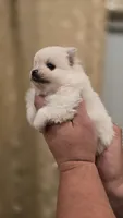 Snowball, a male Pomeranian for sale in Vancouver, WA – 2 of 2