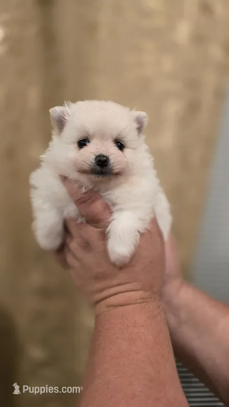 Snowball – Pomeranian puppy for sale in Vancouver, WA