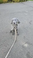 Misty Blue, a female Weimaraner for sale in Vancouver, WA – Photo 2 of 3