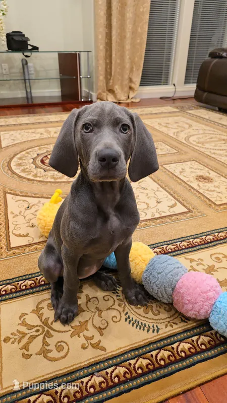 Misty Blue, a female Weimaraner for sale in Vancouver, WA – Photo 1 of 3