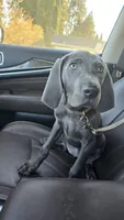 Misty Blue, a female Weimaraner for sale in Vancouver, WA – Photo 3 of 3