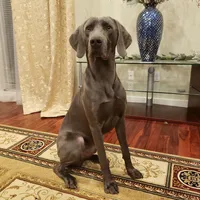 Baikal, a male Weimaraner for sale in Vancouver, WA – 1 of 1