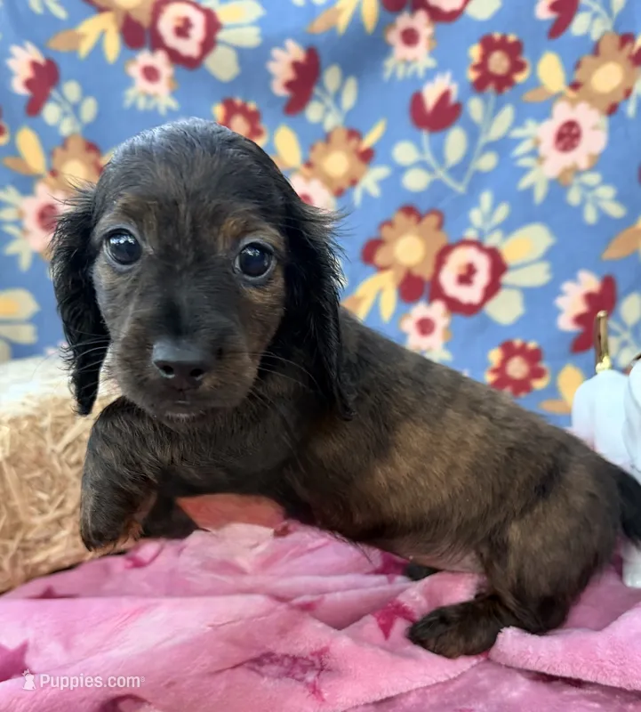 Allie – Miniature Dachshund puppy for sale in Sherman, TX