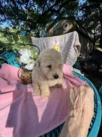 Trixie L, a female Poodle - Toy  for sale in Sherman, TX – 3 of 5