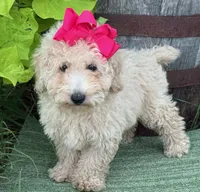 Trixie L, a female Poodle - Toy  for sale in Sherman, TX – 2 of 8