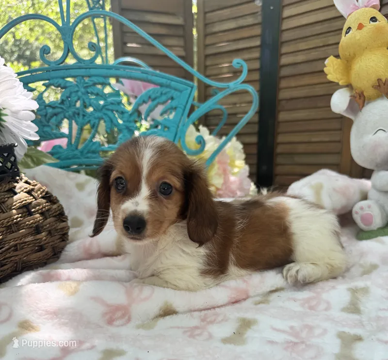 Princess Posey – Miniature Dachshund puppy for sale in Sherman, TX