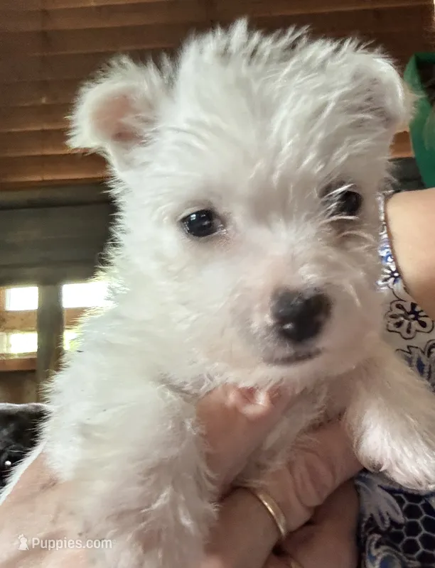 Sugar – West Highland White Terrier puppy for sale in Sherman, TX