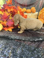 Maverick , a male Miniature Dachshund for sale in Sherman, TX – 5 of 9