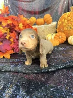 Maverick , a male Miniature Dachshund for sale in Sherman, TX – 2 of 9