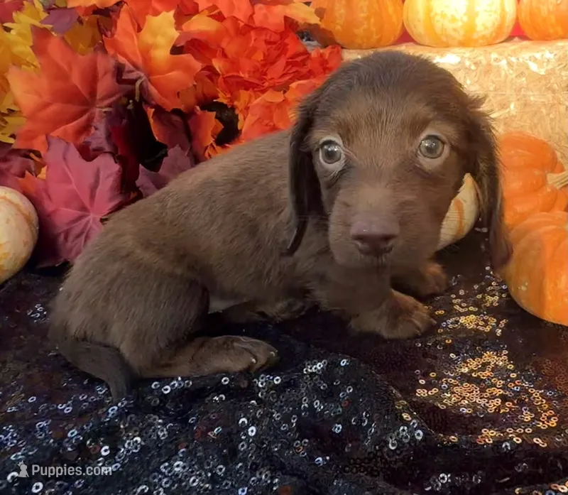 Allie – Miniature Dachshund puppy for sale in Sherman, TX