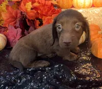 Allie, a female Miniature Dachshund for sale in Sherman, TX – 1 of 8