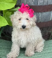 Trixie L, a female Poodle - Toy  for sale in Sherman, TX – 3 of 8