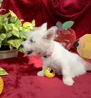 Sugar, a female West Highland White Terrier for sale in Sherman, TX – 2 of 8
