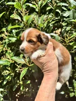 Princess Posey, a female Miniature Dachshund for sale in Sherman, TX – 4 of 7