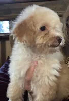 Maisie 1, a female Poodle - Toy  for sale in Sherman, TX – Photo 1 of 7