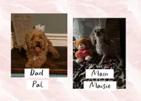 Maisie 1, a female Poodle - Toy  for sale in Sherman, TX – Photo 7 of 7