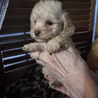 Maisie 1, a female Poodle - Toy  for sale in Sherman, TX – Photo 5 of 7