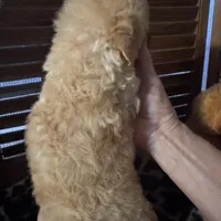 Maisie 1, a female Poodle - Toy  for sale in Sherman, TX – Photo 6 of 7