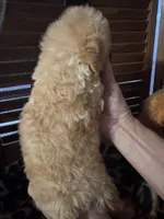 processed/1463b547-38c5-4676-90fe-ea00b0b0ba42/listing/2fc1b659-f025-403b-9038-ebae4ed6bfcc/59895658-b2d5-47f4-ac3e-2f490df80488