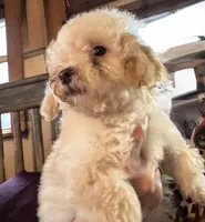 Maisie 1, a female Poodle - Toy  for sale in Sherman, TX – Photo 2 of 7