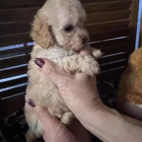 Maisie 1, a female Poodle - Toy  for sale in Sherman, TX – Photo 4 of 7