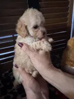 processed/1463b547-38c5-4676-90fe-ea00b0b0ba42/listing/2fc1b659-f025-403b-9038-ebae4ed6bfcc/e9b201f4-fb43-4afe-ba16-f52157899fa3