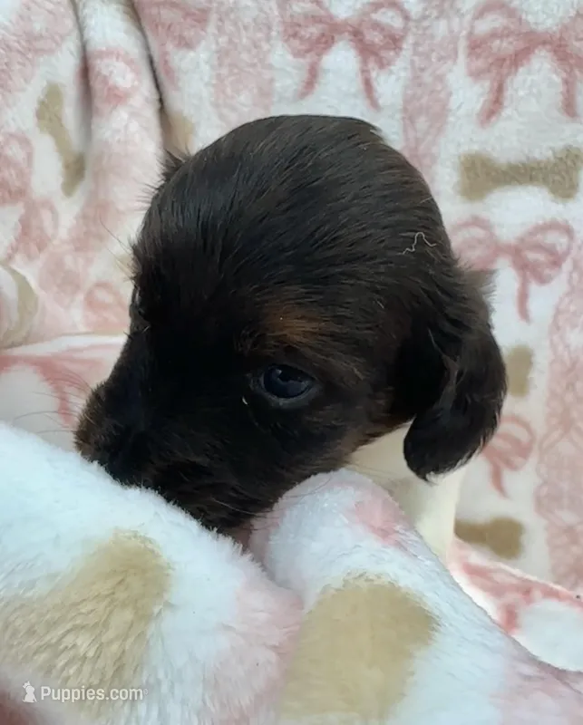 Mindy – Miniature Dachshund puppy for sale in Sherman, TX