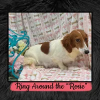 Mindy, a female Miniature Dachshund for sale in Sherman, TX – 7 of 7