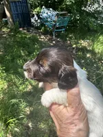 Mindy, a female Miniature Dachshund for sale in Sherman, TX – 2 of 7