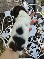 Mindy, a female Miniature Dachshund for sale in Sherman, TX – 4 of 7